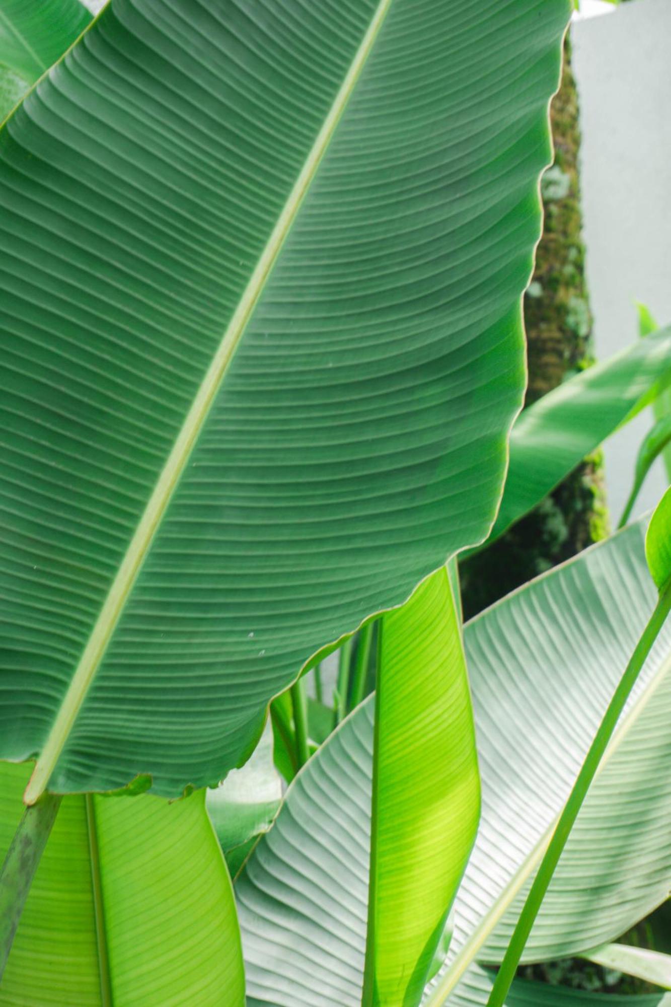 Tannari Villa Ubud Екстериор снимка